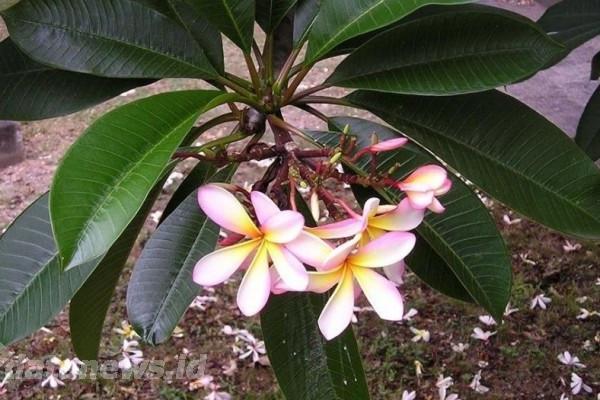 Pohon di Kuburan Meringankan Siksa