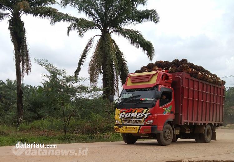 Dulu Ditakuti Karena Berduri, Kini Kelapa Sawit Menjadi Sumber Penghasilan Masyarakat Riau
