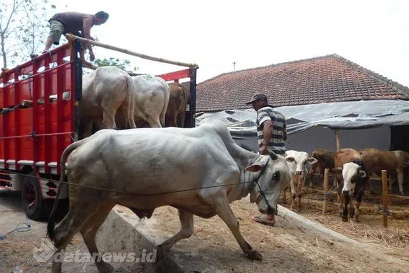 Info Penting! Hewan Kurban Masuk Kota Pekanbaru Wajib Dilengkapi Dokumen Kesehatan