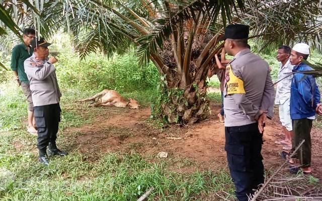 Diduga Dimangsa Harimau, Sapi Warga Aceh Timur Ditemukan Mati di Ladang