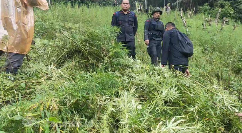 Penuh Dramatis, Personel Brimob Polda Sumut Temukan 150 Hektare Ladang Ganja Setelah Melewati Hutan Belantara
