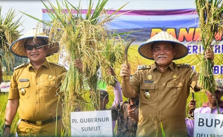 Bupati Deli Serdang dan Pj Gubernur Sumut Panen Padi