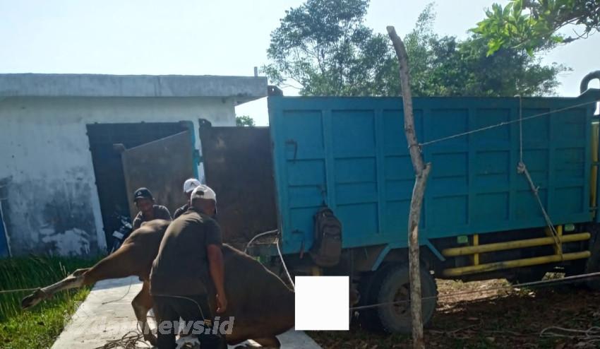 Sekda Rohil Sembelih Hewan Kurban 7 Ekor Sapi dan 1 Ekor Kambing