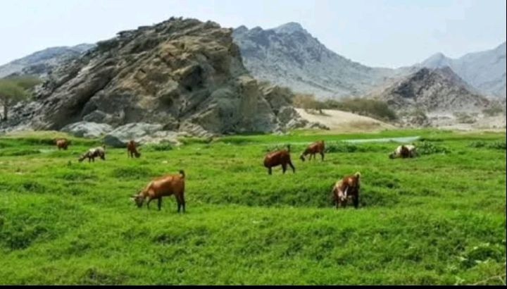 Ketika Tanah Arab Kembali Hijau