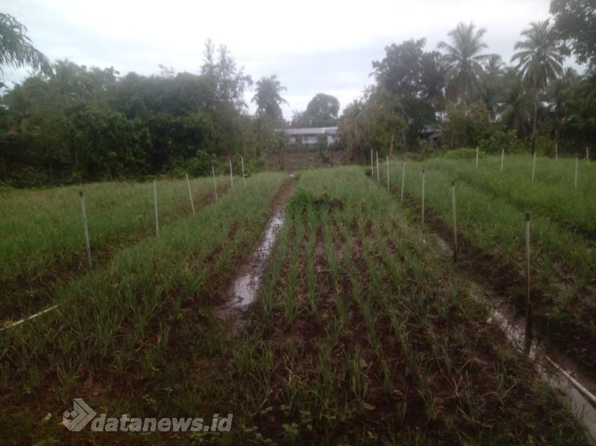 KWT Gampong Ladang Buka Lahan Pertanian Untuk Tanaman Bawang Merah
