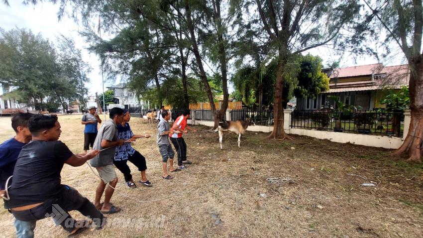 Pemkab Pijay Segera Salurkan 121 Hewan Kurban