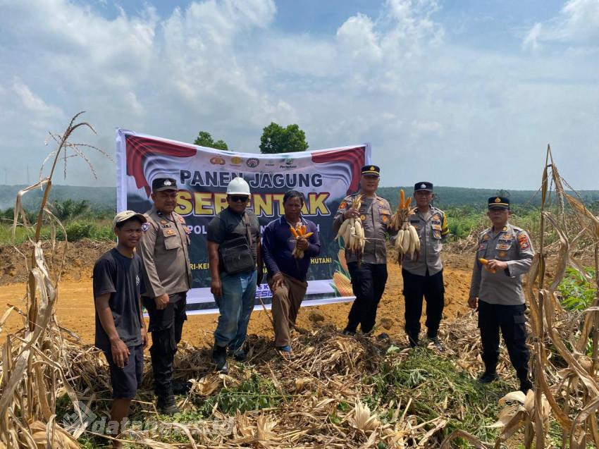 Dukung Swasembada Pangan, Polsek Bagan Sinembah  Panen Jagung di Balai Jaya