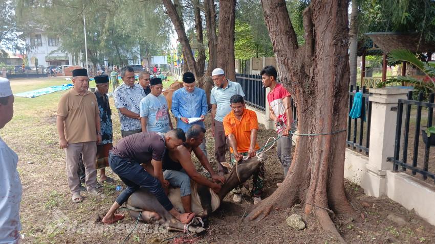 Pemkab Pidie Kumpulkan 102 Ekor Hewan Kurban