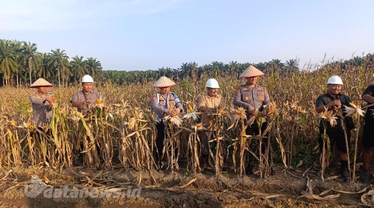Dukung Program Ketahanan Pangan Nasional, Polsek Bagan Sinembah Panen Jagung di Kebun Khayangan