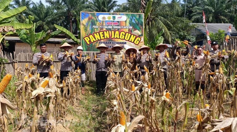 Dukung Program Asta Cita Presiden RI, Polsek Bagan Sinembah Panen Jagung di Kebun Cibaliung