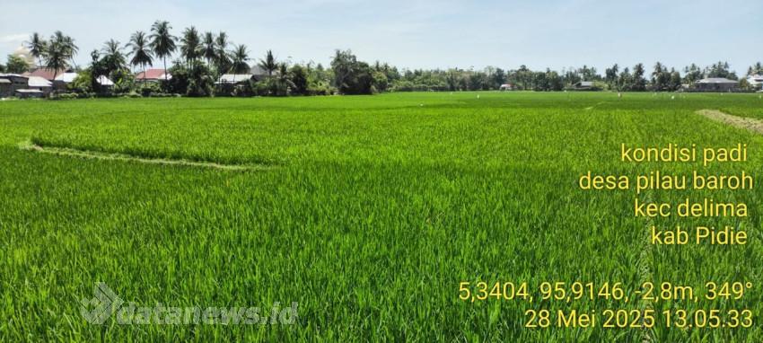 Di Pidie Ratusan Hektar Persawahan Kering