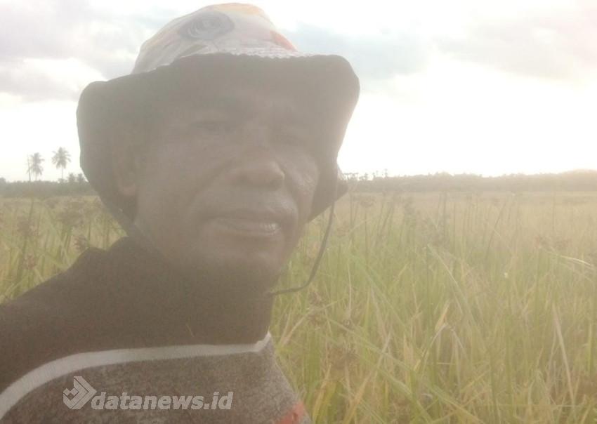 Hari Tani Nasional, Tasbir Warga Laweung Pidie Potong Padi Cara Lama