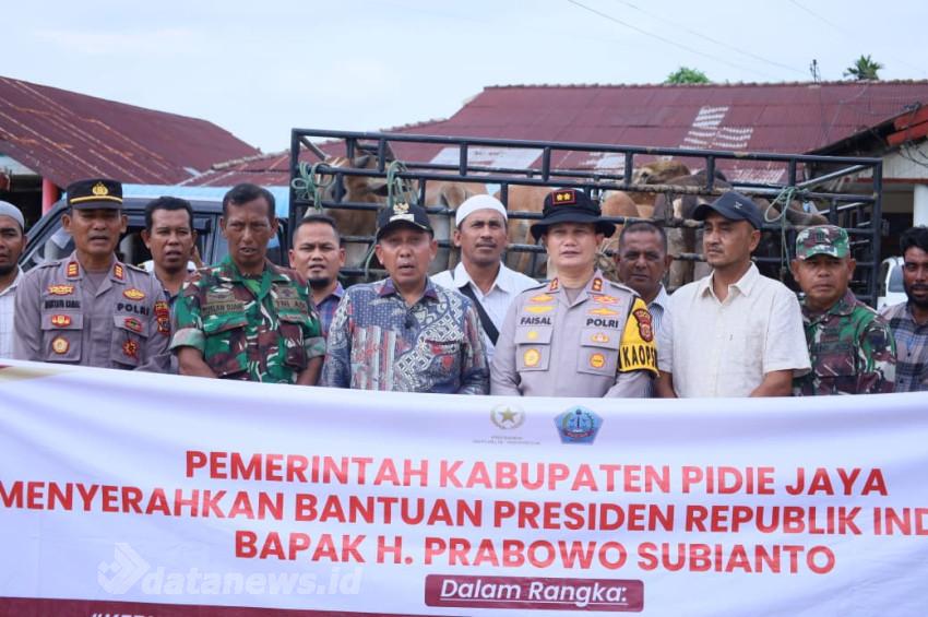 245 Ekor Sapi Banpres untuk Pidie Jaya Disalurkan