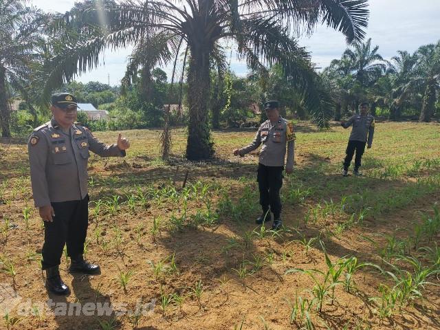Personel Polsek Bagan Sinembah Cek Perkembangan Jagung Pipil di Lahan Produktif