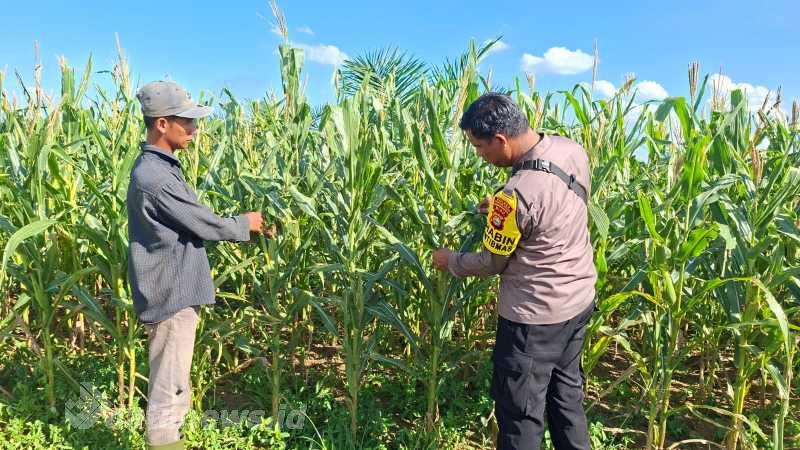 Polsek Bagan Sinembah Dukung Program Ketahanan Pangan Melalui Pengecekan Tanaman Jagung