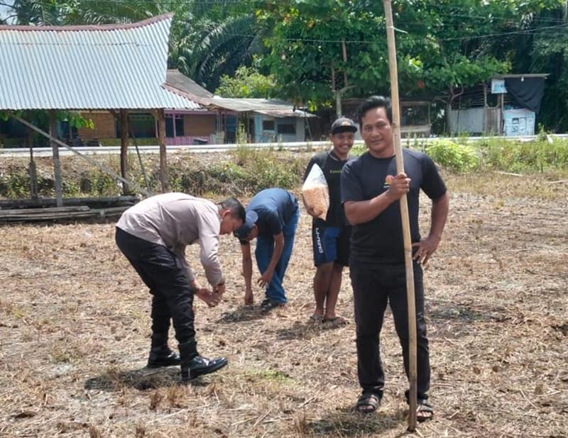 Tak Hanya Jaga Kamtibmas, Polsek Kampar Kini Turun Tanam Jagung di Lahan 2 Hektare