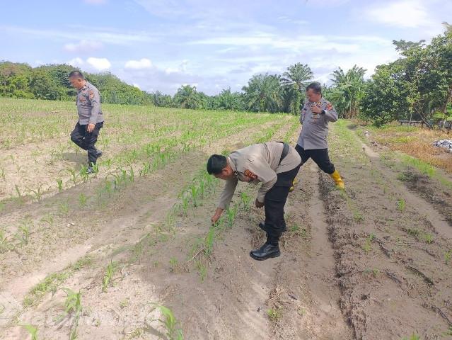 Polsek Tanah Putih Monitoring Lahan Jagung Ketapang, Perkuat Program Ketahanan Pangan Nasional