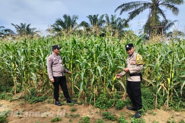 Dukung Ketahanan Pangan, Polsek Bagan Sinembah Cek Pertumbuhan Jagung Pipil