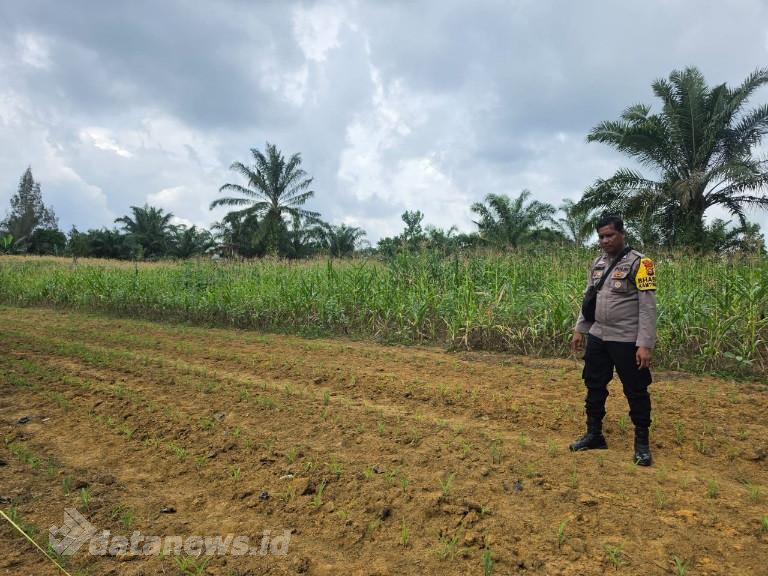 Polsek Bagan Sinembah Pastikan Tanaman Jagung Tumbuh Optimal