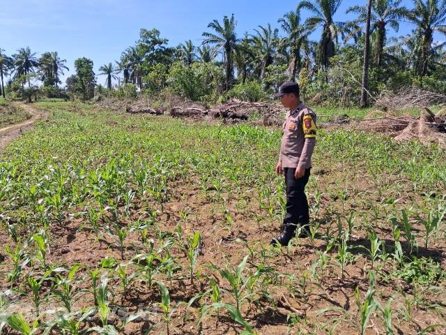 Polsek Bagan Sinembah Intensif Pantau Pertumbuhan Jagung Pipil