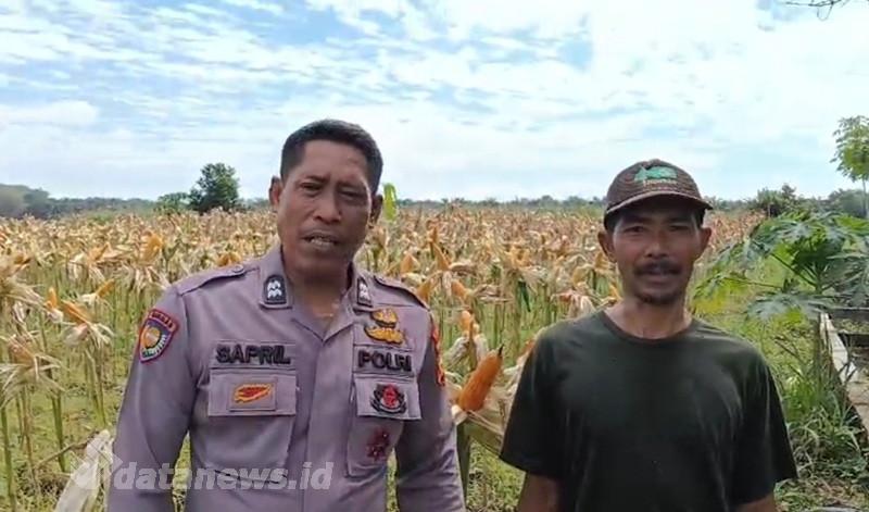 Jagung Kelompok Tani Presisi Sungai Geringging Siap Panen Juni Mendatang