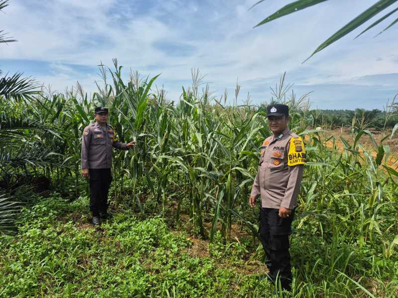 Polsek Bagan Sinembah Kawal Ketahanan Pangan