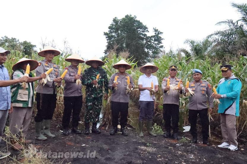 Dukung Astra Cita Presiden, Polres Rohil Panen Raya Jagung Pipil Serentak Kuartal II
