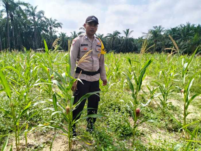 Polsek Simpang Kanan Dukung Ketahanan Pangan
