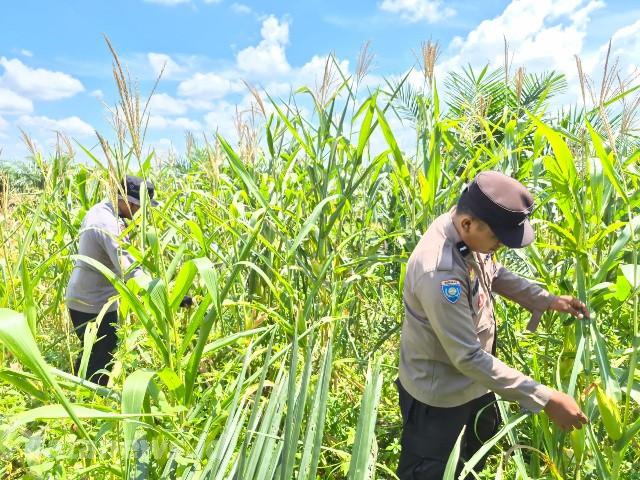 Ketahanan Pangan Jadi Prioritas, Polsek Bagan Sinembah Rutin Pantau Lahan Jagung