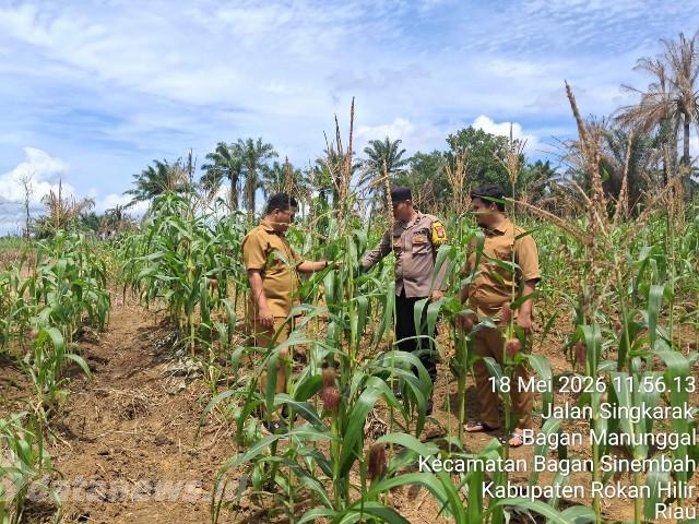 Dukung Ketahanan Pangan Nasional, Polsek Bagan Sinembah Cek Tanaman Jagung