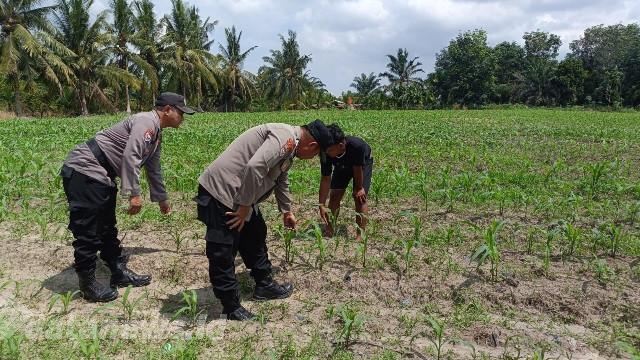Polsek Tanah Putih Terus Dampingi Petani, Jagung Ketahanan Pangan