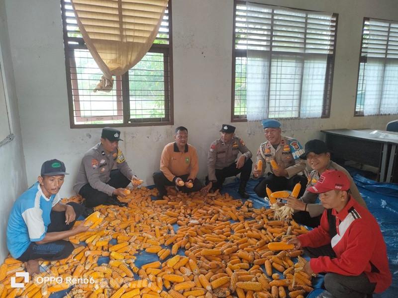 Ladang Jagung Polisi di Kampar Kiri Berbuah Manis, Panen Capai 3 Ton