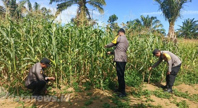 Dukung Ketahanan Pangan, Polsek Bagan Sinembah Pantau Jagung Ketapang