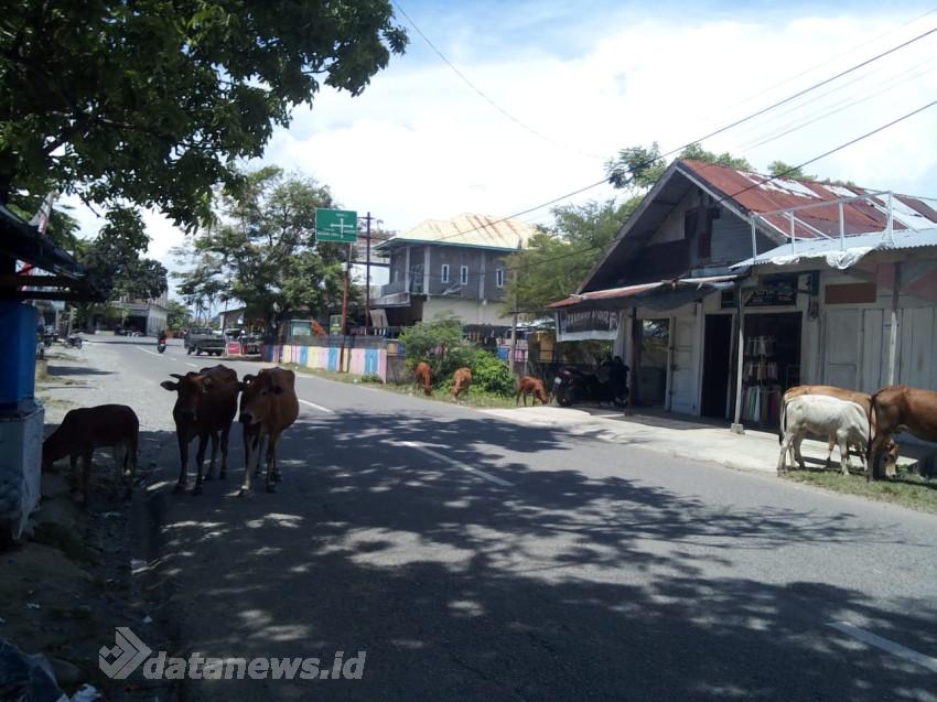 Hewan Ternak Berkeliaran di Jalan Nasional, Warga Soroti Ketegasan Satpol PP Pidie