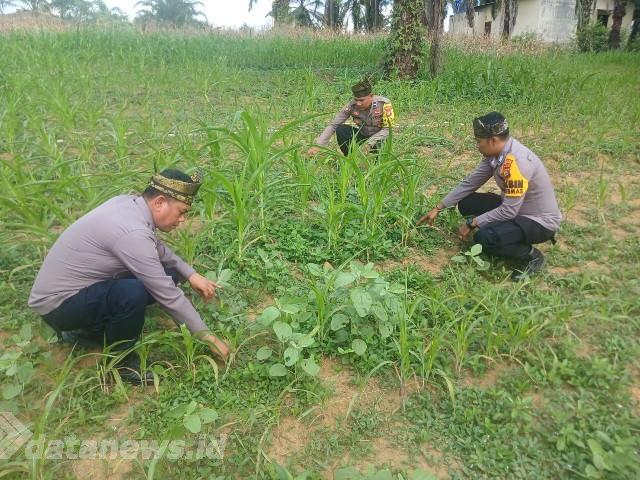 Polsek Bagan Sinembah Perkuat Ketahanan Pangan Lewat Pendampingan Budidaya Jagung