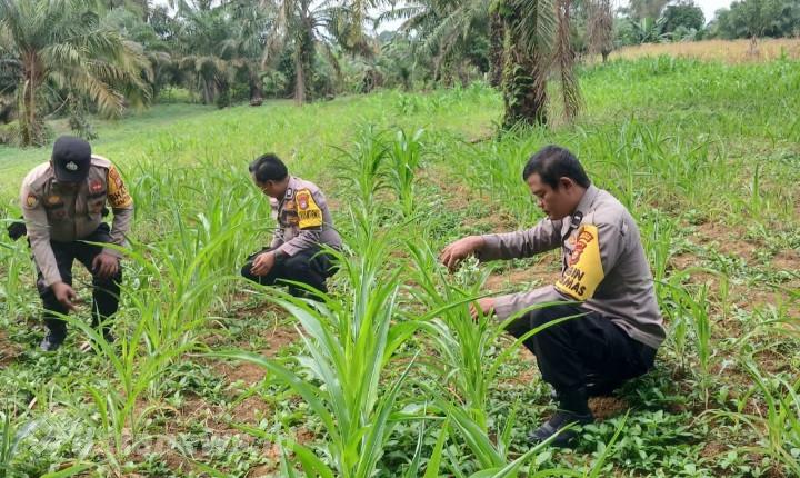 Dukungan Ketahanan Pangan, Polsek Bagan Sinembah Cek Pertumbuhan Jagung Pipil Capai Hasil Positif
