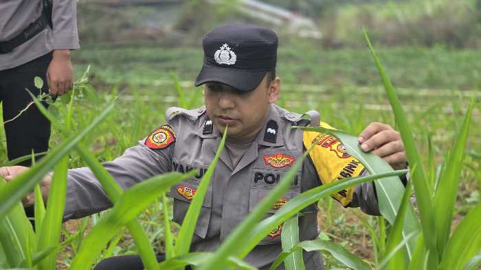 Dukung Program Asta Cita, Polsek Bagan Sinembah Intensifkan Monitoring Pertumbuhan Jagung