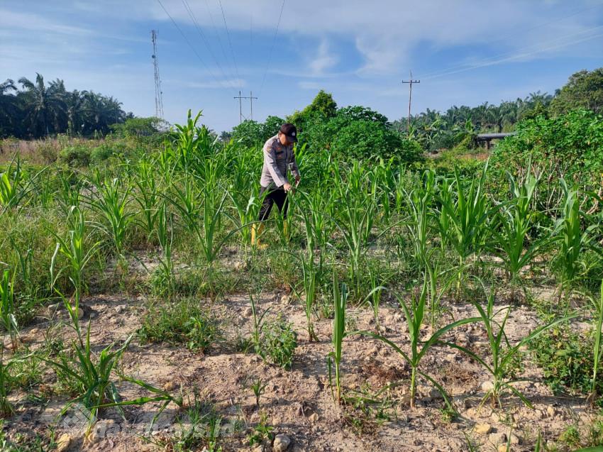 Bhabinkamtibmas Rantau Kopar Pantau Pertumbuhan Jagung Pipil