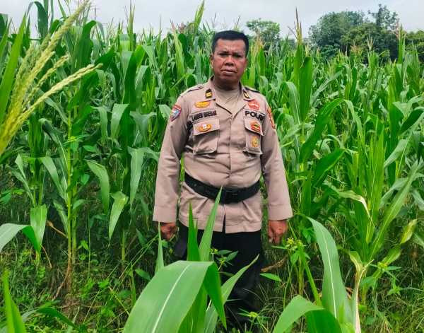 Polsek Tanah Putih Intensifkan Perawatan Jagung Ketahanan Pangan, Lakukan Pengecekan dan Penyemprotan Hama