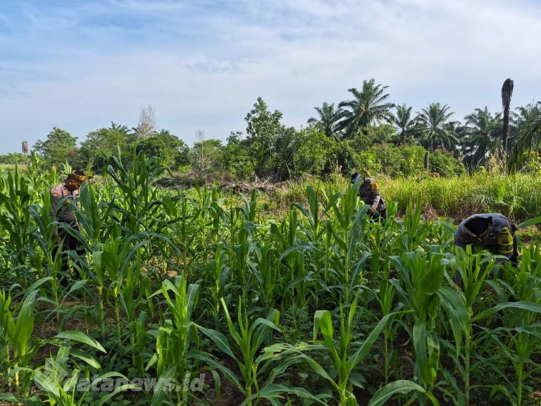 Dukung Program Ketahanan Pangan, Polsek Bagan Sinembah Cek Lahan Jagung di Bagan Manunggal