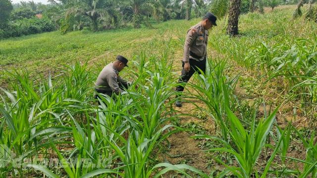 Dukung Ketahanan Pangan, Polsek Bagan Sinembah Pantau Pertumbuhan Jagung Petani
