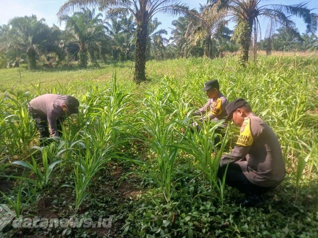 Polsek Bagan Sinembah Intensif Pantau Pertumbuhan Jagung, Dukung Ketahanan Pangan