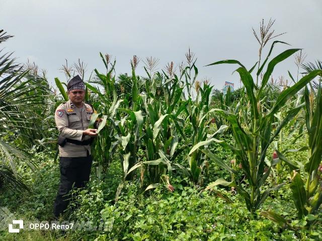 Polsek Bagan Sinembah Rutin Pantau Perkembangan Jagung di Lahan 30 Hektare