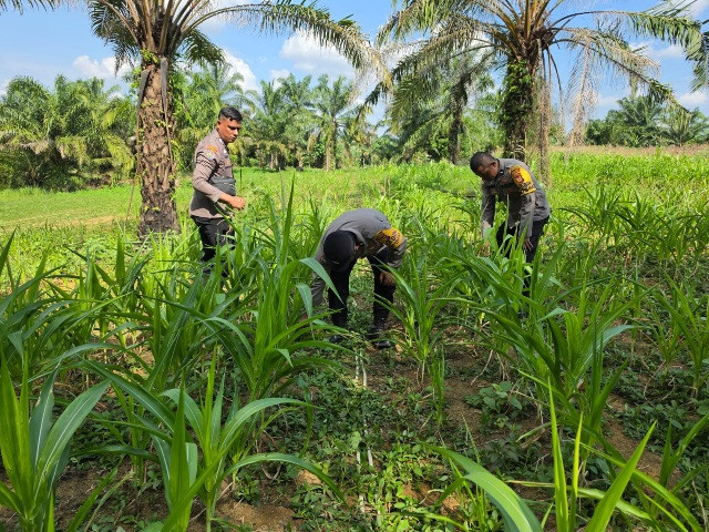 Polsek Bagan Sinembah Intensif Pantau Pertumbuhan Jagung, Dukung Ketahanan Pangan