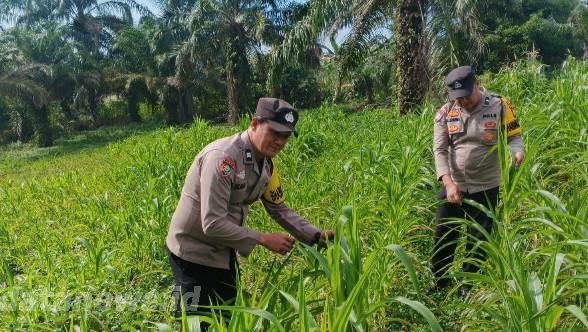 Polsek Bagan Sinembah Dukung Asta Cita Presiden, Monitoring Intensif Jagung Pipil