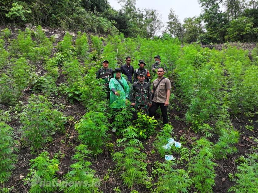 Kodim 0101/Kota Banda Aceh Temukan Ladang Ganja 2,5 Hektare di Pegunungan Indrapuri