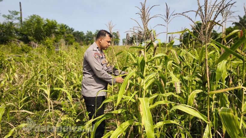 Polsek Bagan Sinembah Intensif Pantau Pertumbuhan Jagung di Bagan Manunggal