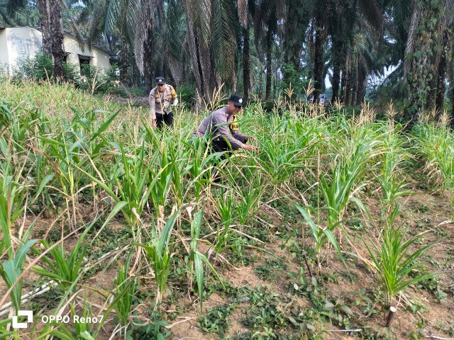 Polsek Bagan Sinembah Rutin Pantau Pertumbuhan Jagung Pipil, Dukungan Program Ketahanan Pangan Nasional